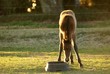 A young foal drinking water.