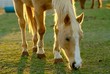 A horse grazing in a field.