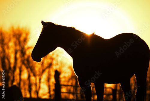 Photo: horse silhouetted at sunset. horse silhouetted at sunset.