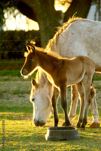 Photo: A young foal with mother. A young foal with mother.