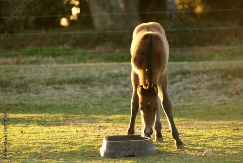 Photo: A young foal drinking water. A young foal drinking water.