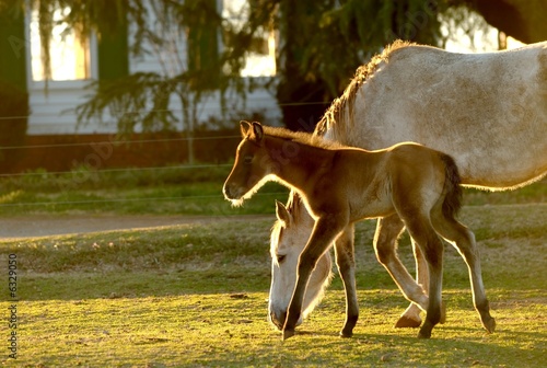 Photo: Foal with mother Foal with mother