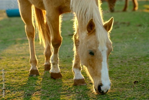 Photo: A horse grazing in a field. A horse grazing in a field.