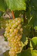 Grappe de raisin dans une vigne 