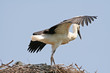 Storch