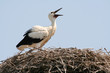 Storch