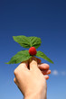 raspberry