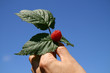 raspberry and leaves in the hand
