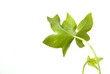 jeune plante au printemps