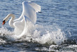 danse du cygne