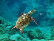 Tortue de mer Tortue de mer