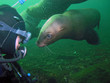 Scuba Diver Meets California Sea Lion Scuba Diver Meets California Sea Lion