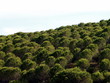 arbres texturés arbres texturés