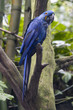 A blue parrot purched on a tree branch. A blue parrot purched on a tree branch.