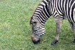 Closeup of Zebra forraging. Closeup of Zebra forraging.