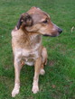 Chien01