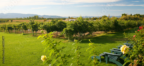 Photo: Beautiful Sunny Summer Day Relaxing in the Vineyard Beautiful Sunny Summer Day Relaxing in the Vineyard