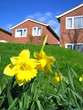 Daffodils and houses