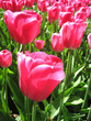 Pink tulips