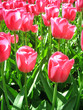 Pink tulips