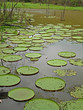 Victoria Lilly Pond