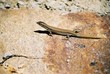 lizard