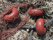 Details of a Fishing Network
