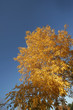 Falls color