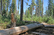 Forest in the Yosemite Park