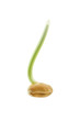 Photo: Sprout of wheat macro. Isolated on white background.. Sprout of wheat macro. Isolated on white background..