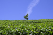 vertical cloud above tree in tea plantation, munnar, india