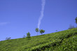 vertical cloud in tea plantations, munnar, india