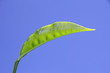 close up of tea leaf munnar india