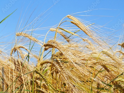 Foto: Gerstenähren Gerstenähren