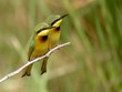 Little Bee-eaters, Merops pusillus