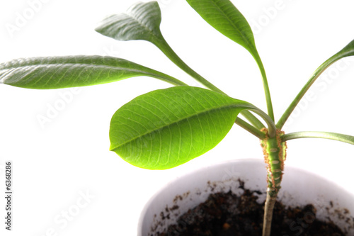 Indoor green plant in a flowerpot over white background