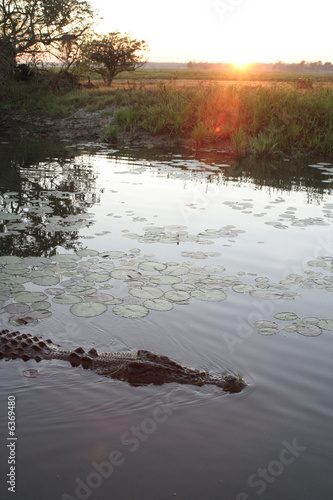 Crocodile at sunrise