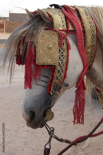 Photo: tete de cheval tete de cheval
