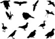 Wildlife bird silhouettes set