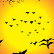 vector flying birds