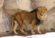 Male Lion looking at camera Male Lion looking at camera