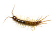 Garden centipede on a white background