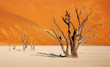 Dead tree in Dead Vlei - Sossusvlei, Namib Desert, Namibia