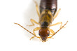 Front view of a european earwig