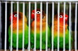 Behind Bars