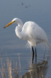Egret With Snack