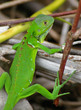 grüner Basilisk - Costa Rica