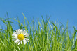 Frühling Frühling