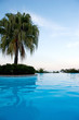 Palme am Pool
