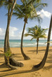 Palm Trees on Beach 2